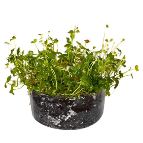 Eco Plant Hydrocotyle Japan - roślina invitro 20 sztuk sklep akwarystyczny śląsk