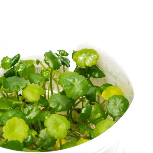 Eco Plant - Hydrocotyle verticillata  - InVitro mały kubek
