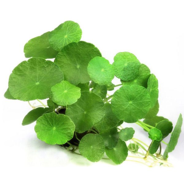 Eco Plant - Hydrocotyle verticillata  - InVitro mały kubek sklep premium dla akwarystów