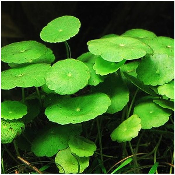 S - HYDRO. VERTICILLATA sklep akwarystyczny / terrarystyczny