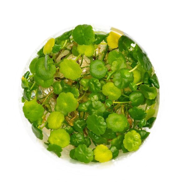 Eco Plant - Hydrocotyle verticillata  - InVitro mały kubek sklep akwarystyczny śląsk