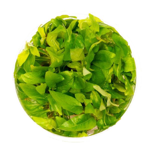Eco Plant - Hygrophila Corymbosa - Invitro mały kubek sklep akwarystyczny śląsk