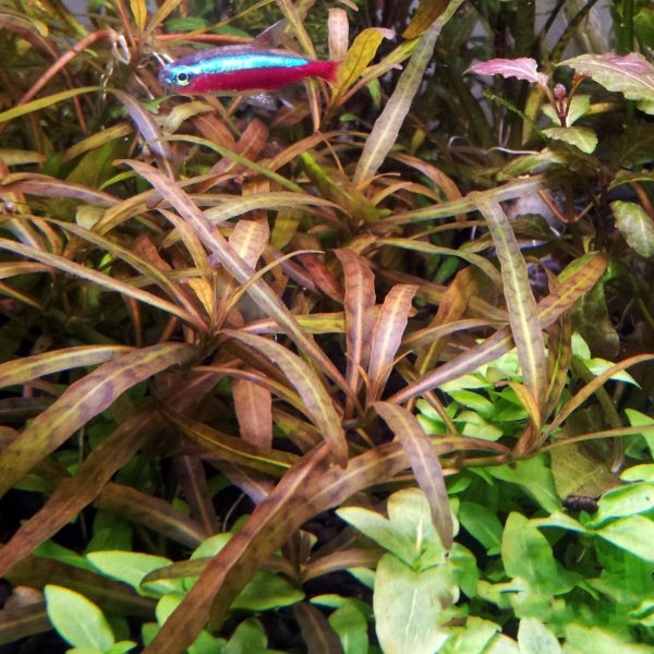 Eco Plant - Hygrophila 'Tiger' - Invitro mały kubek sklep premium dla akwarystów