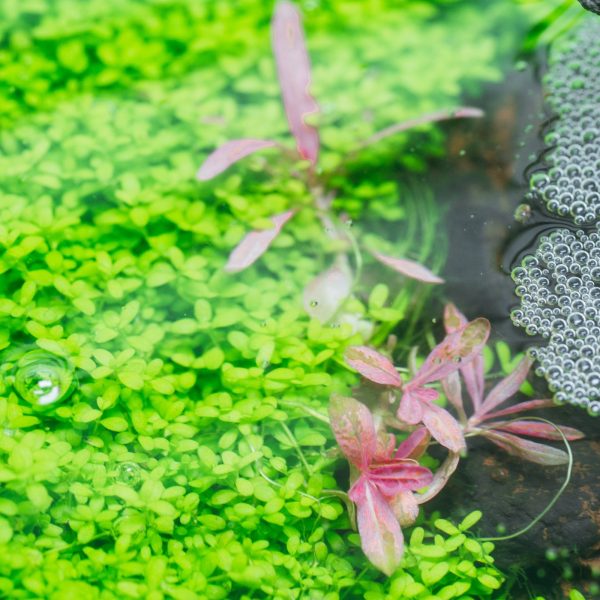 S - HYGROPHILA TIGER sklep akwarystyczny / terrarystyczny