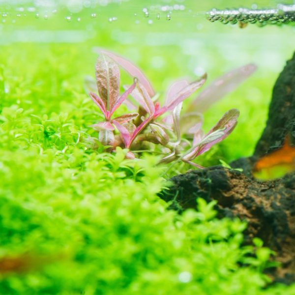 Akwarium / terrarium / Animals