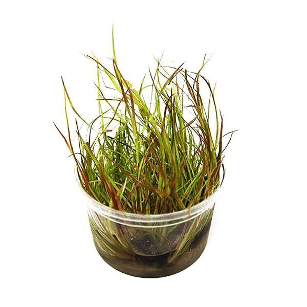 Eco Plant - Juncus Repens - InVitro mały kubek sklep premium dla akwarystów