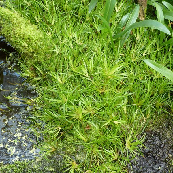 S - JUNCUS REPENS sklep akwarystyczny / terrarystyczny