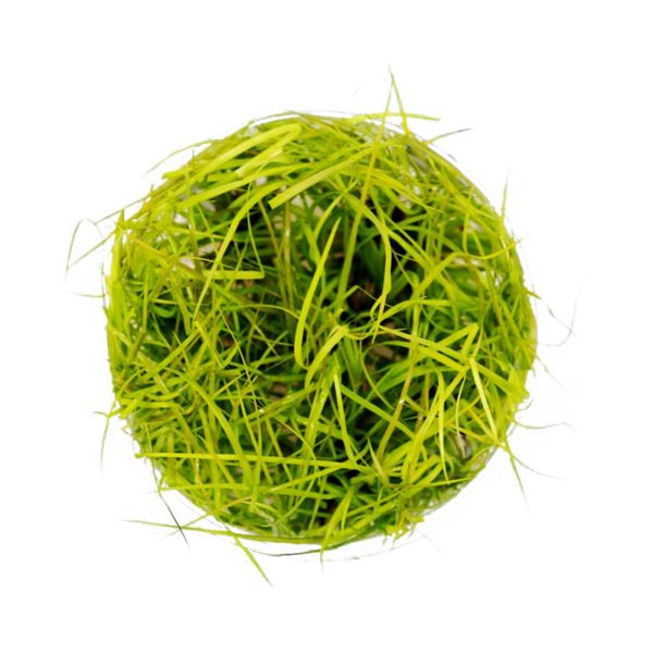 Eco Plant - Juncus Repens - InVitro mały kubek sklep akwarystyczny śląsk