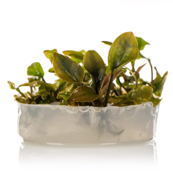 Eco Plant - Lagenandra Meeboldii 'Red' - InVitro mały kubek sklep premium dla akwarystów