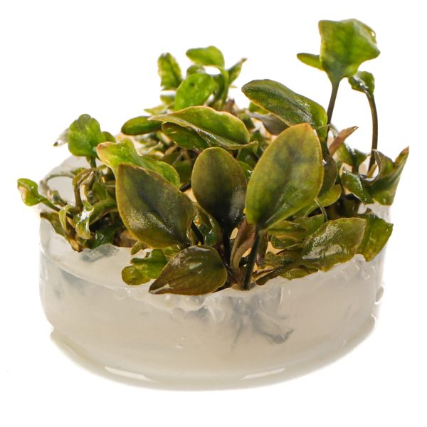 Eco Plant - Lagenandra Meeboldii 'Red' - InVitro mały kubek sklep akwarystyczny śląsk