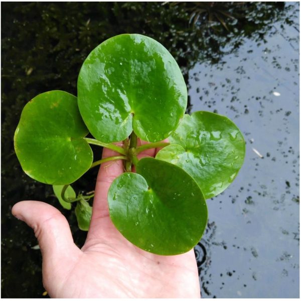 Eco Plant - Limnobium laevigatum - roślina invitro mały kubek sklep premium dla akwarystów