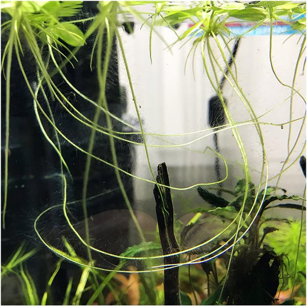 S - LIMNOBIUM LAEVIGATUM sklep akwarystyczny / terrarystyczny