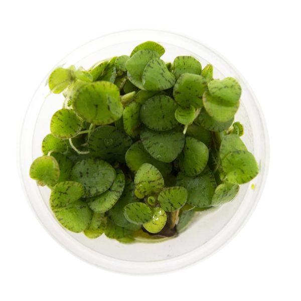 Eco Plant - Limnobium laevigatum - roślina invitro mały kubek sklep akwarystyczny śląsk