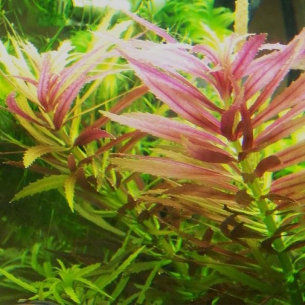 Eco Plant - Limnophila Aromatica - InVitro mały kubek sklep premium dla akwarystów