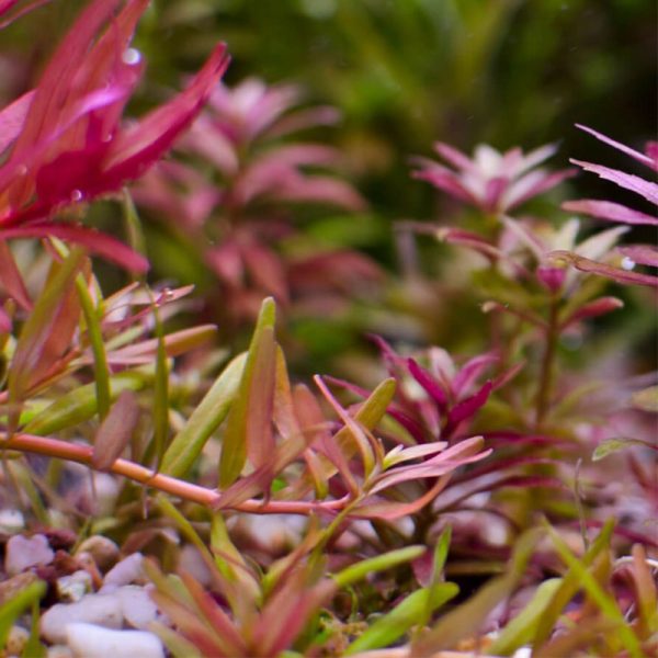 S - Limno Aromatica sklep akwarystyczny / terrarystyczny