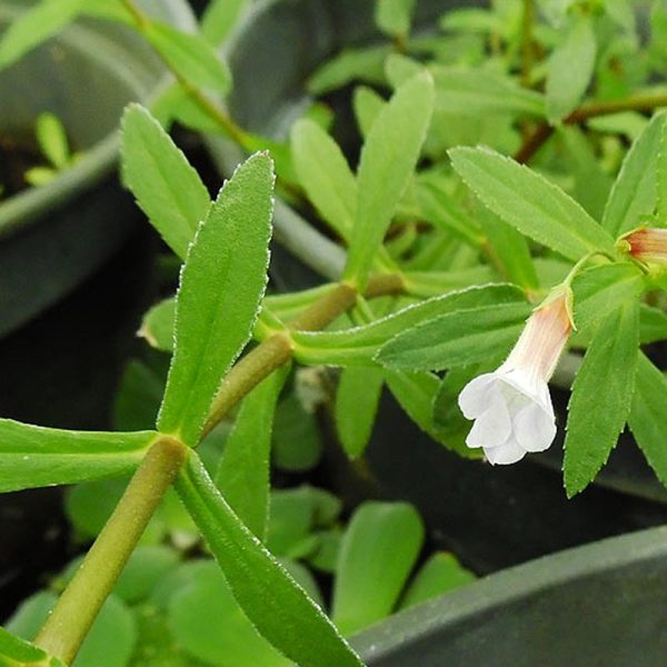 S - Limno Aromatica