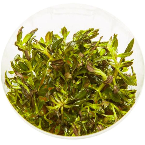 Eco Plant - Limnophila Aromatica - InVitro mały kubek sklep akwarystyczny śląsk