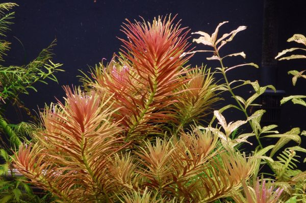 Eco Plant - Limnophila Hippuroides - Invitro mały kubek sklep premium dla akwarystów