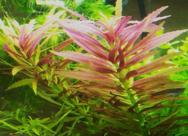 S - LIMNOPHILA HIPPUROIDES sklep akwarystyczny / terrarystyczny