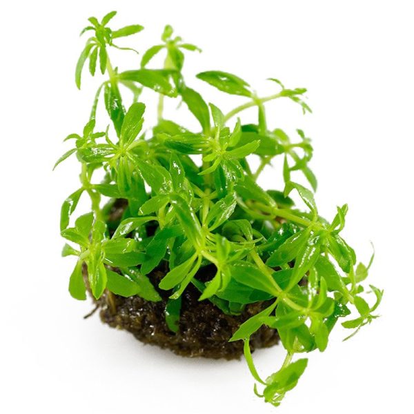 Eco Plant - Limnophila Vietnam Mini - InVitro mały kubek sklep premium dla akwarystów