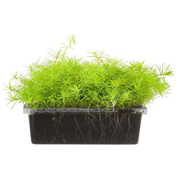S - Linmo Vietnam Mini sklep akwarystyczny / terrarystyczny