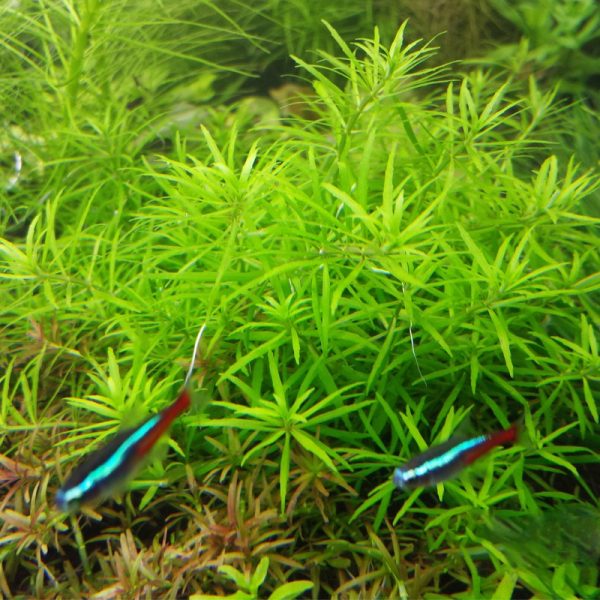 Akwarium / terrarium / Animals