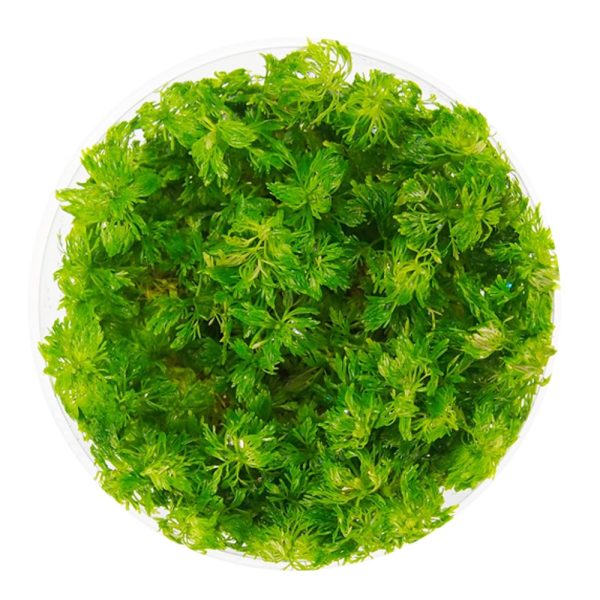 Eco Plant - Limnophila Vietnam Mini - InVitro mały kubek sklep akwarystyczny śląsk