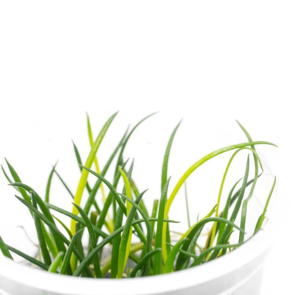 Eco Plant - Littorella Uniflora - Invitro mały kubek sklep premium dla akwarystów