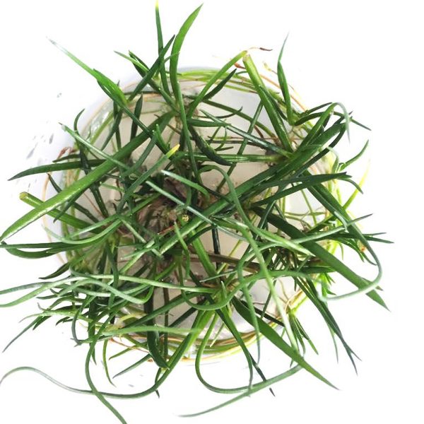 S - LITORELLA UNIFLORA sklep akwarystyczny / terrarystyczny