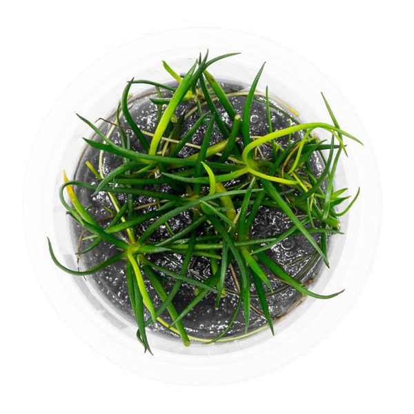 Eco Plant - Littorella Uniflora - Invitro mały kubek sklep akwarystyczny śląsk
