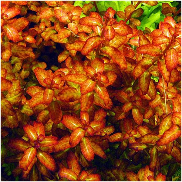 Eco Plant - Ludwigia Dark Orange - Invitro mały kubek sklep premium dla akwarystów