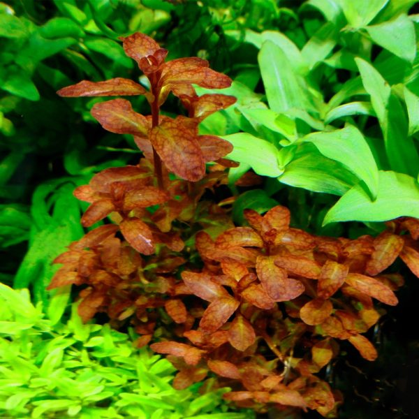 Akwarium / terrarium / Animals
