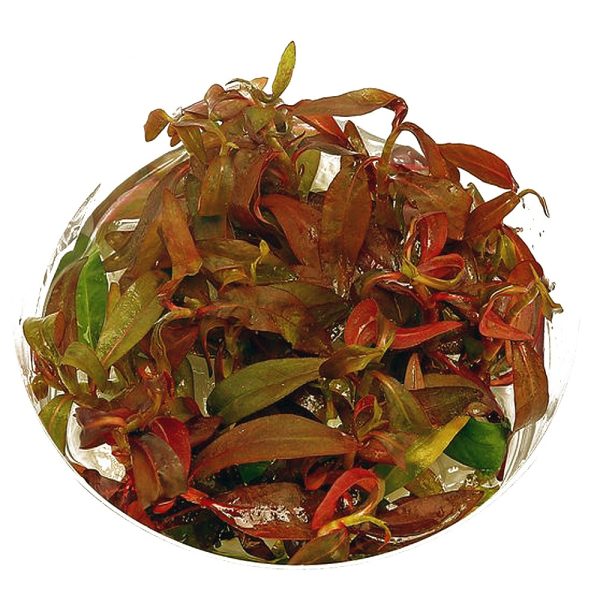 Eco Plant - Ludwigia Dark Orange - Invitro mały kubek sklep akwarystyczny śląsk