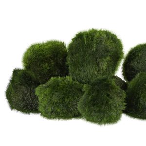 Eco Plant Marimo Ball Moss - gałęzatka 2 - 4cm 60 sztuk sklep akwarystyczny śląsk
