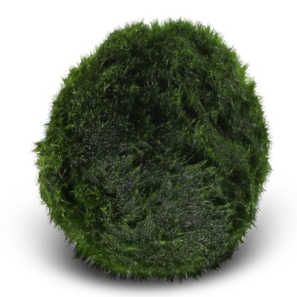Eco Plant Marimo Ball Moss - gałęzatka 2 - 4cm sklep akwarystyczny śląsk