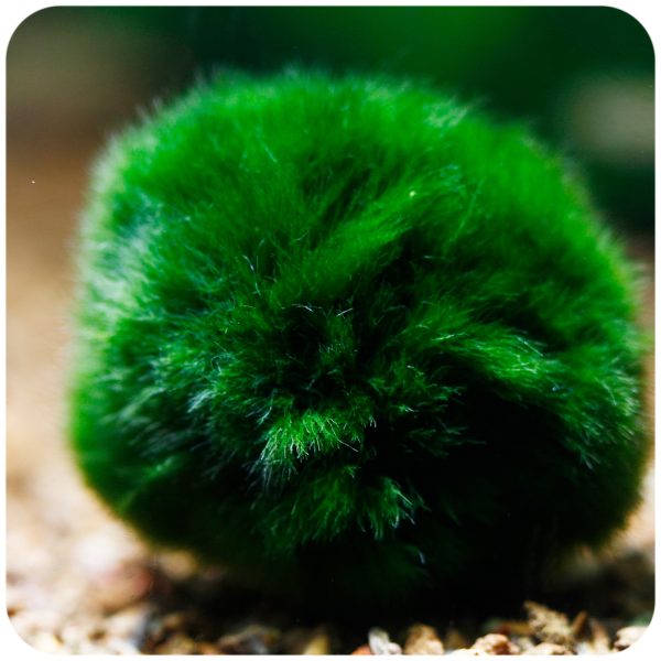 Eco Plant Marimo Ball Moss - gałęzatka 4 - 5cm sklep premium dla akwarystów