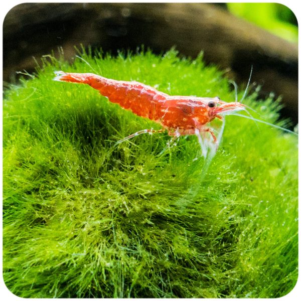 Akwarium / terrarium / Animals