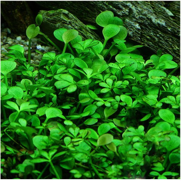 Eco Plant - Marsilea Hirsuta - roślina invitro mały kubek sklep premium dla akwarystów