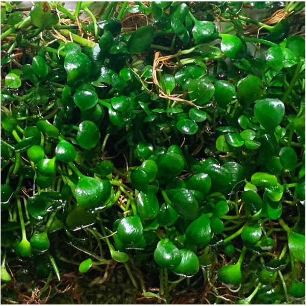 S - MARSILEA HIRSUTA sklep akwarystyczny / terrarystyczny