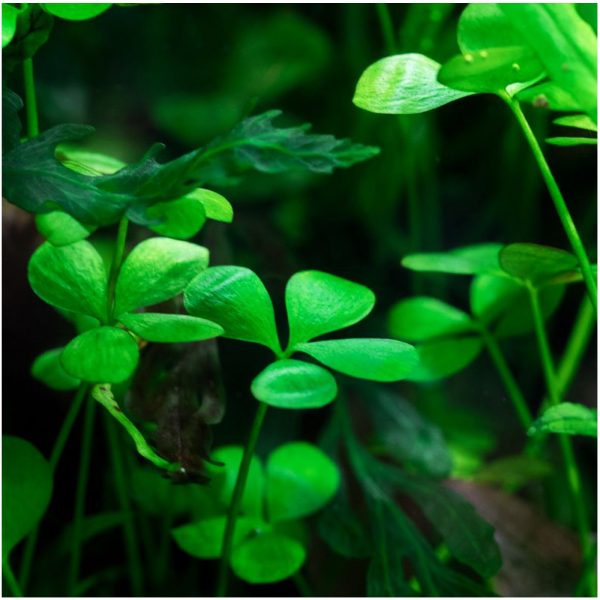 Akwarium / terrarium / Animals