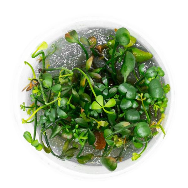 Eco Plant - Marsilea Hirsuta - roślina invitro mały kubek sklep akwarystyczny śląsk