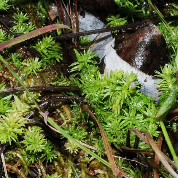 Eco Plant - Mayaca fluviatilis 'Bog Moss'  - InVitro mały kubek sklep premium dla akwarystów