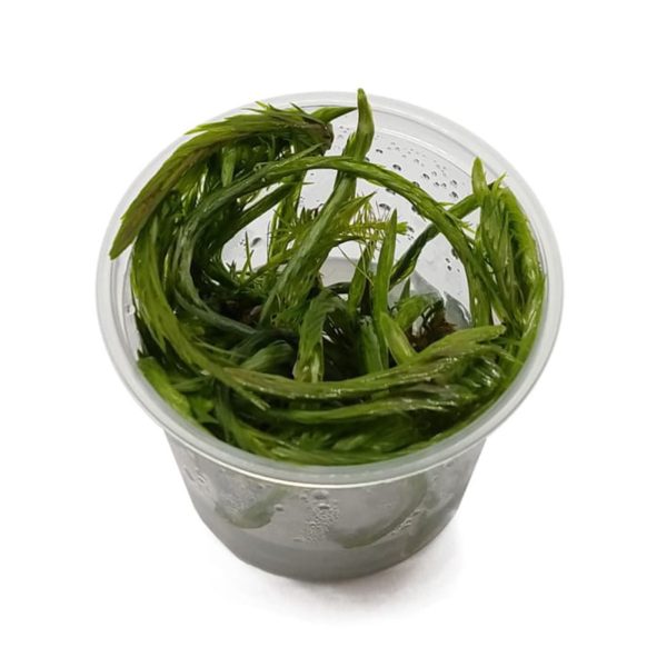 Eco Plant - Mayaca fluviatilis 'Bog Moss'  - InVitro mały kubek sklep akwarystyczny śląsk