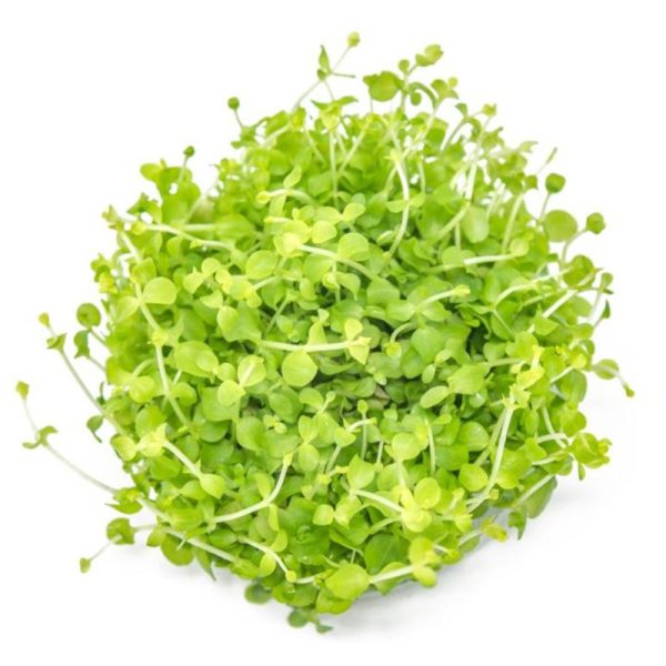 Eco Plant - Micranthemum Monte Carlo - InVitro mały kubek sklep premium dla akwarystów