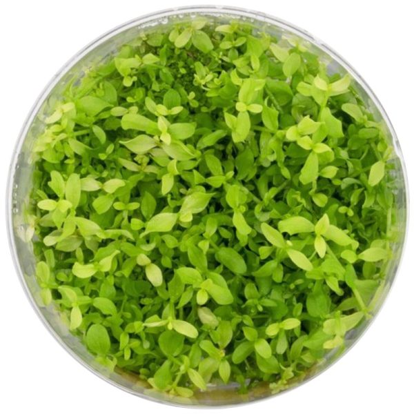 Eco Plant - Micranthemum Monte Carlo - InVitro mały kubek sklep akwarystyczny śląsk