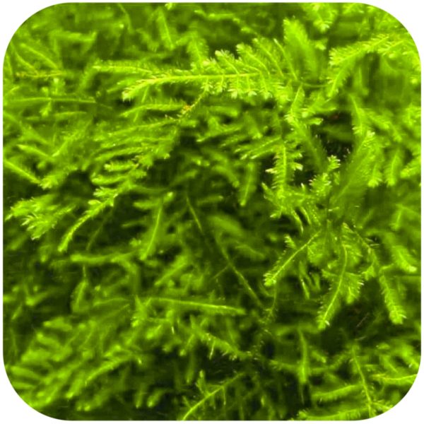 Eco Plant - Peacock Moss - InVitro mały kubek sklep premium dla akwarystów