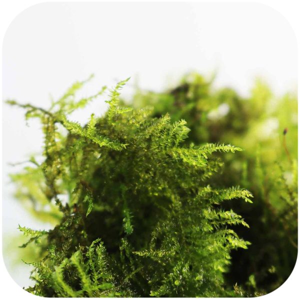 S - MOSS PEACOCK sklep akwarystyczny / terrarystyczny