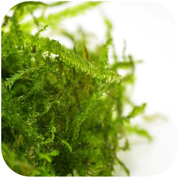 Akwarium / terrarium / Animals