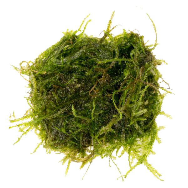 Eco Plant - Peacock Moss - InVitro mały kubek sklep akwarystyczny śląsk