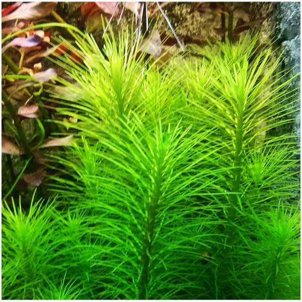 Eco Plant - Pogostemon Deccanensis - InVitro mały kubek sklep premium dla akwarystów